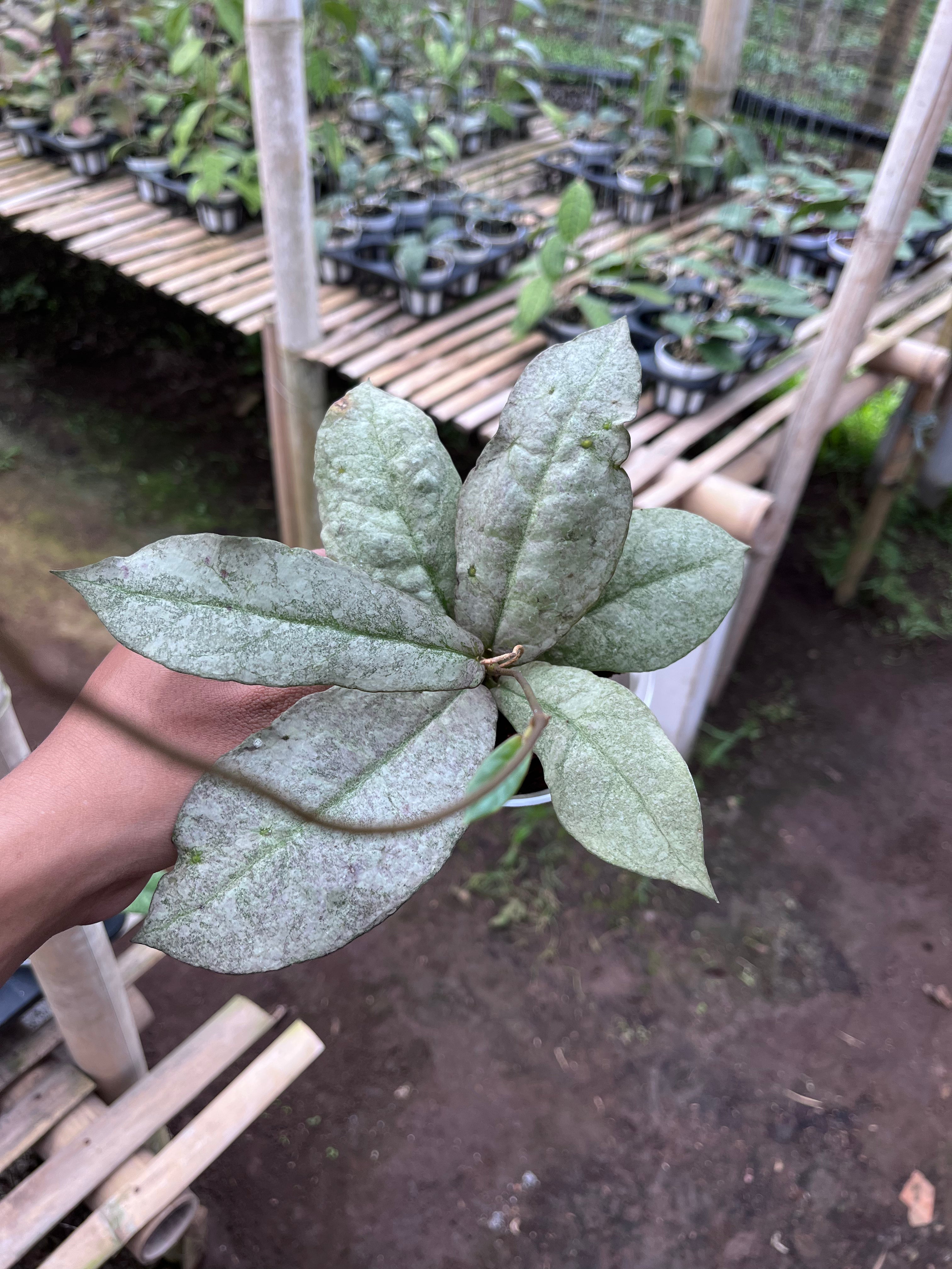 Hoya Mitrata Purple (Silver Sun Stress)