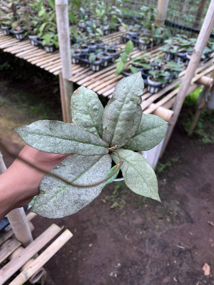 Hoya Mitrata Purple (Silver Sun Stress)