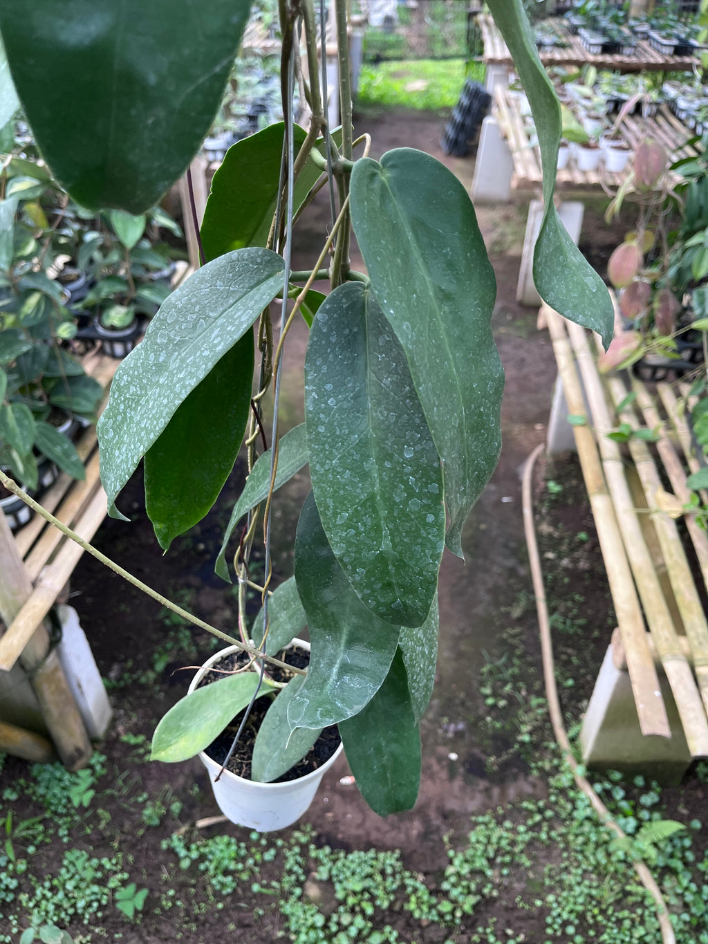 Hoya Onychoides