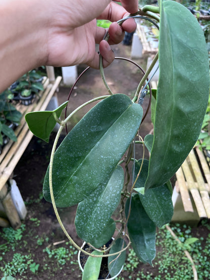 Hoya Onychoides