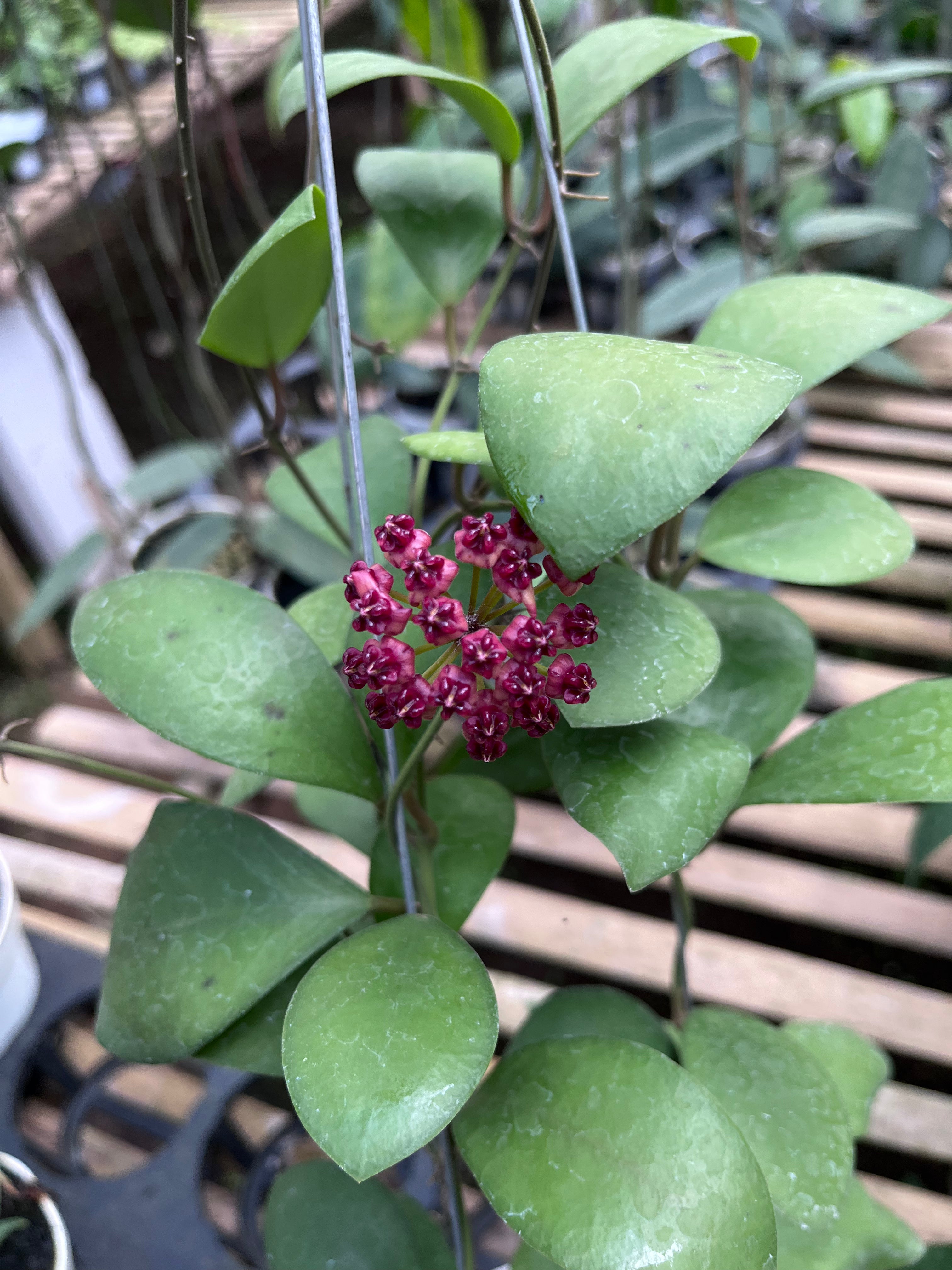 Hoya Lucardenasiana