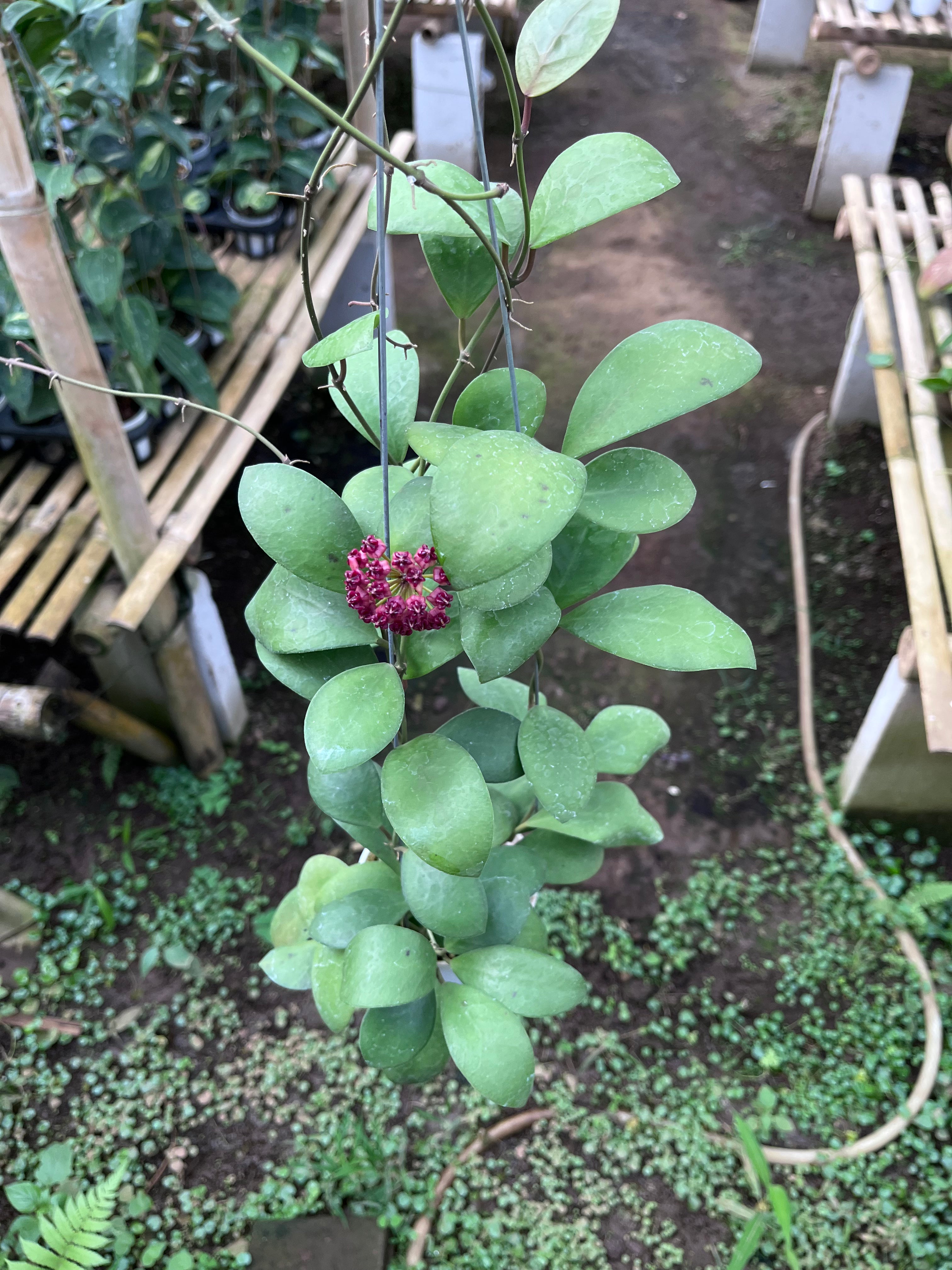Hoya Lucardenasiana