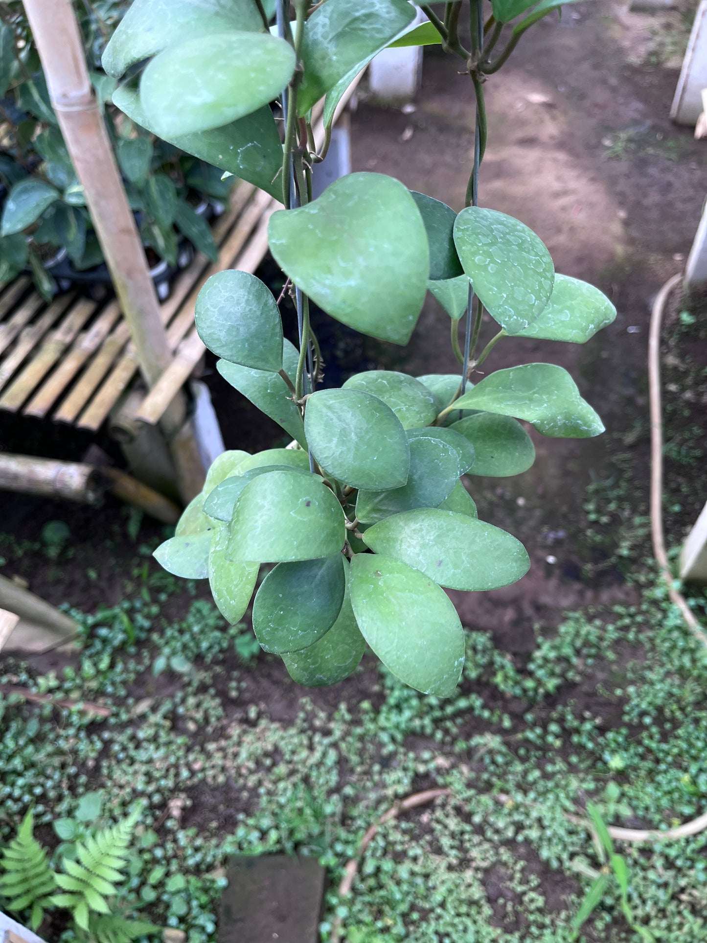 Hoya Lucardenasiana