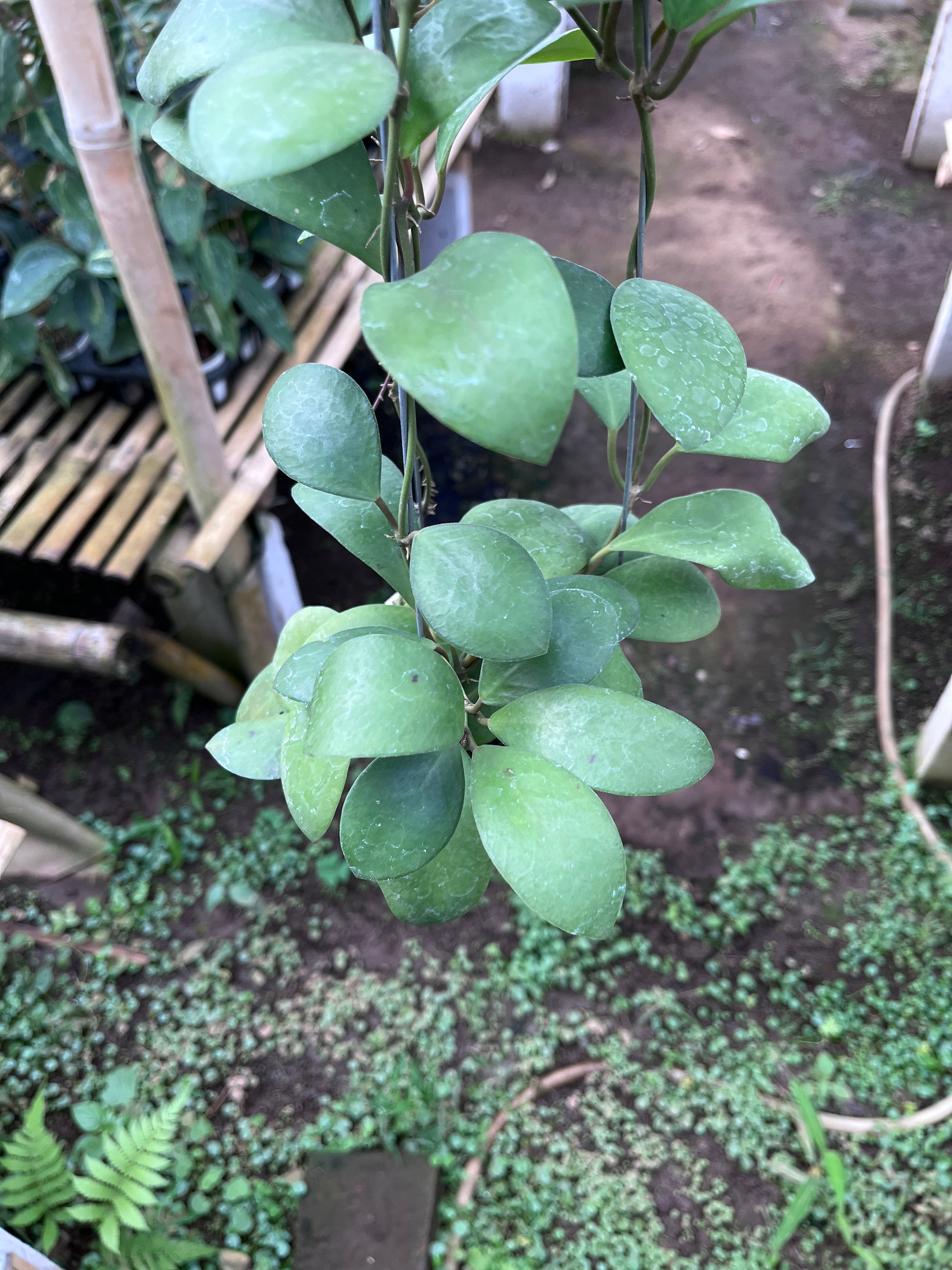 Hoya Lucardenasiana