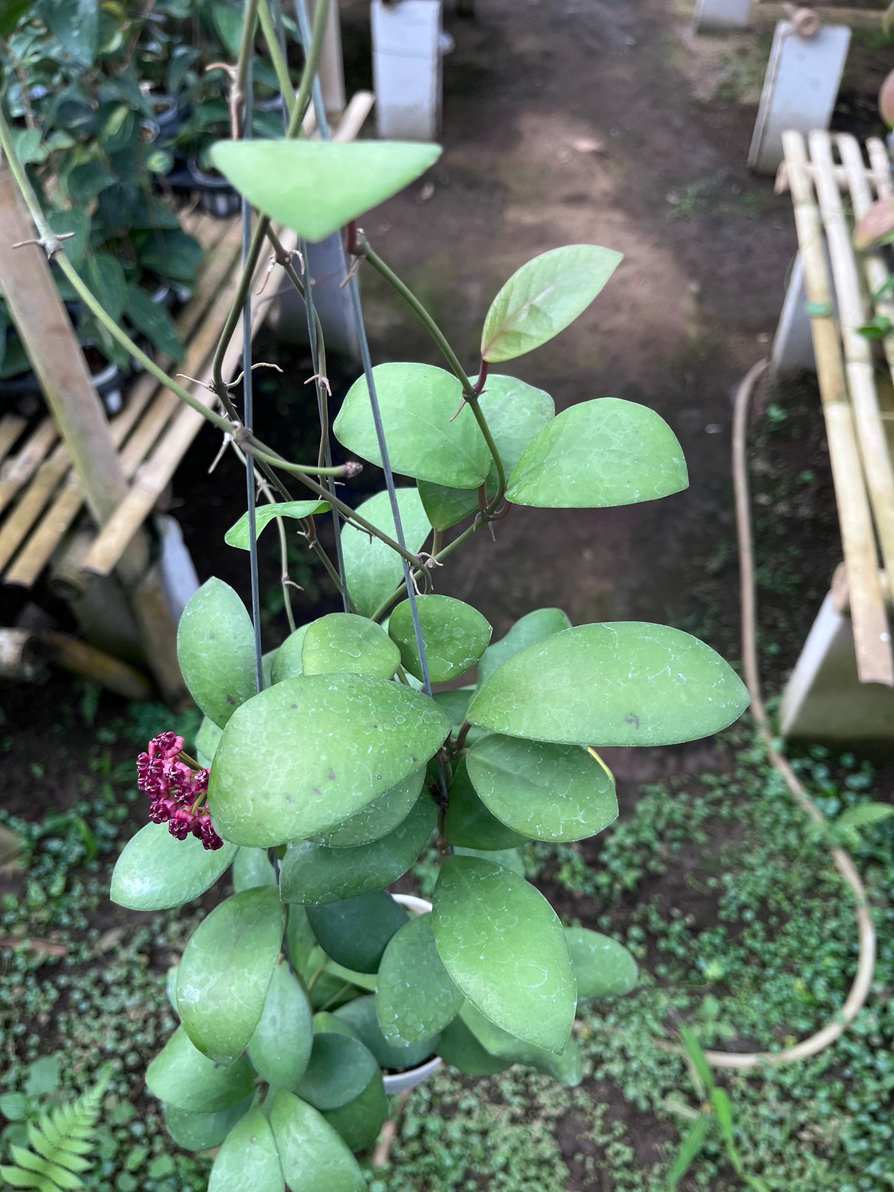 Hoya Lucardenasiana