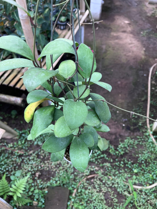 Hoya Lucardenasiana