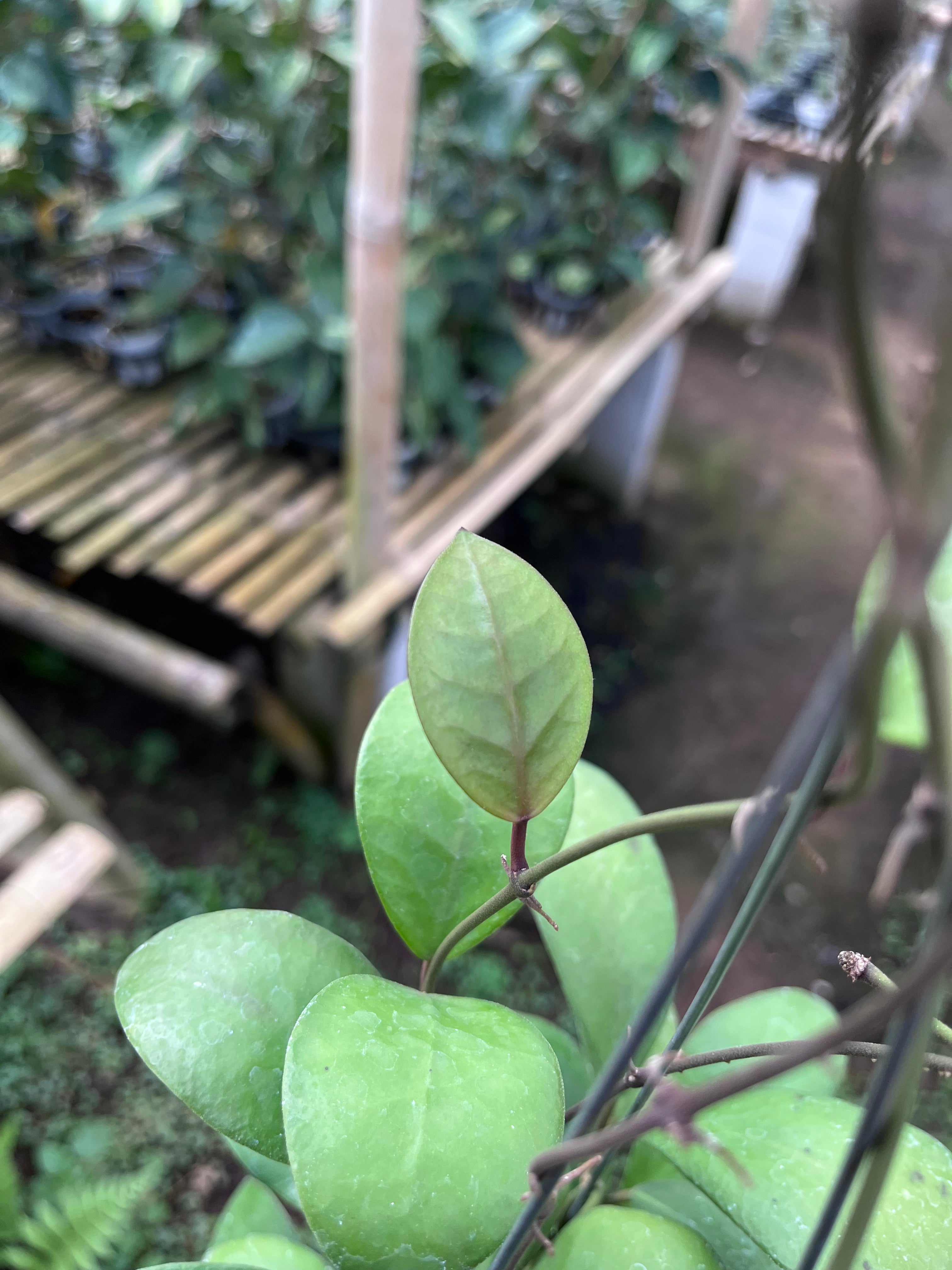 Hoya Lucardenasiana