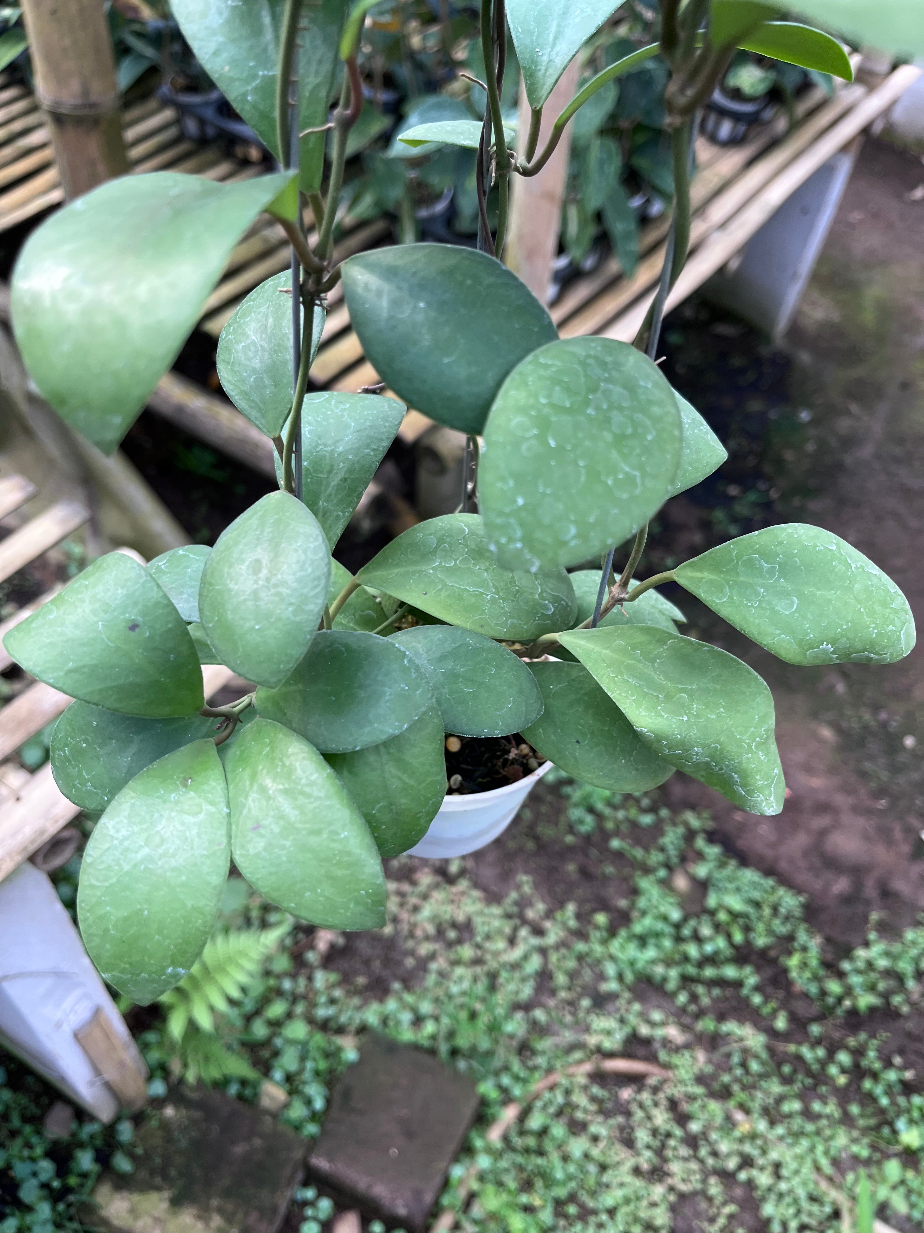 Hoya Lucardenasiana