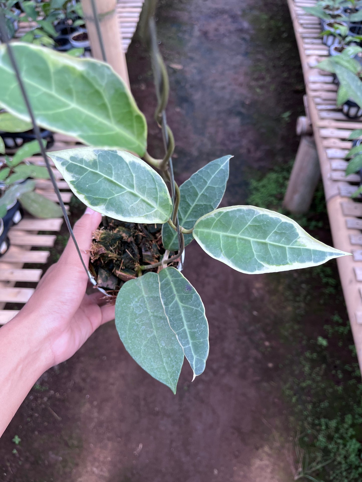 Hoya Tanggamush Albo