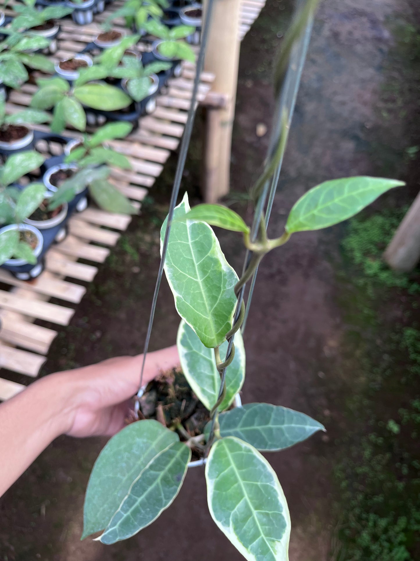 Hoya Tanggamush Albo