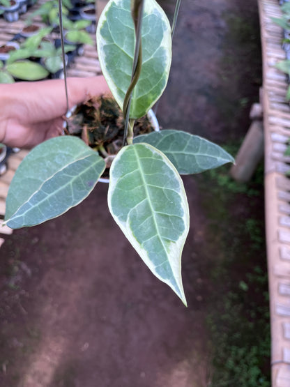 Hoya Tanggamush Albo