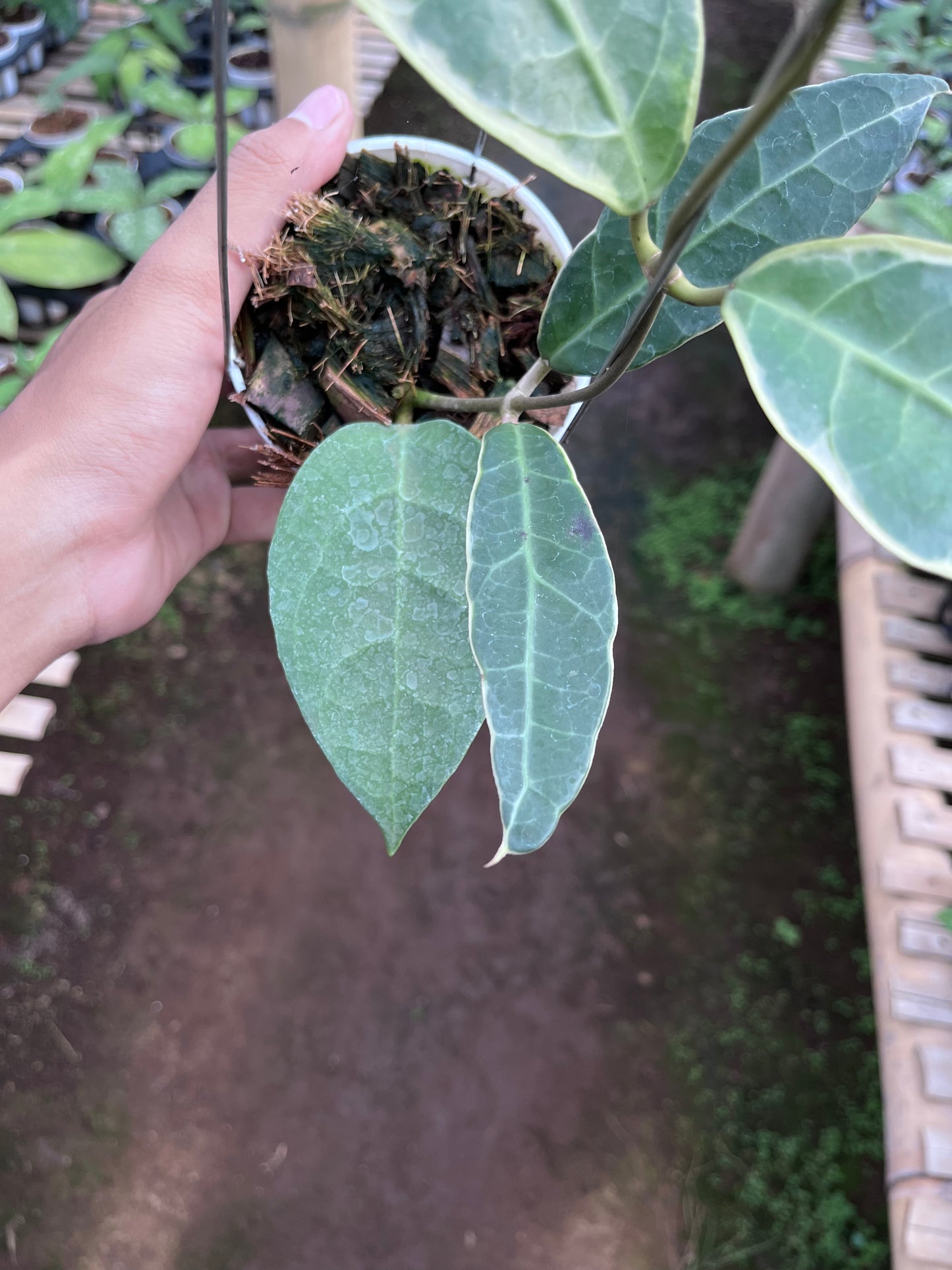 Hoya Tanggamush Albo