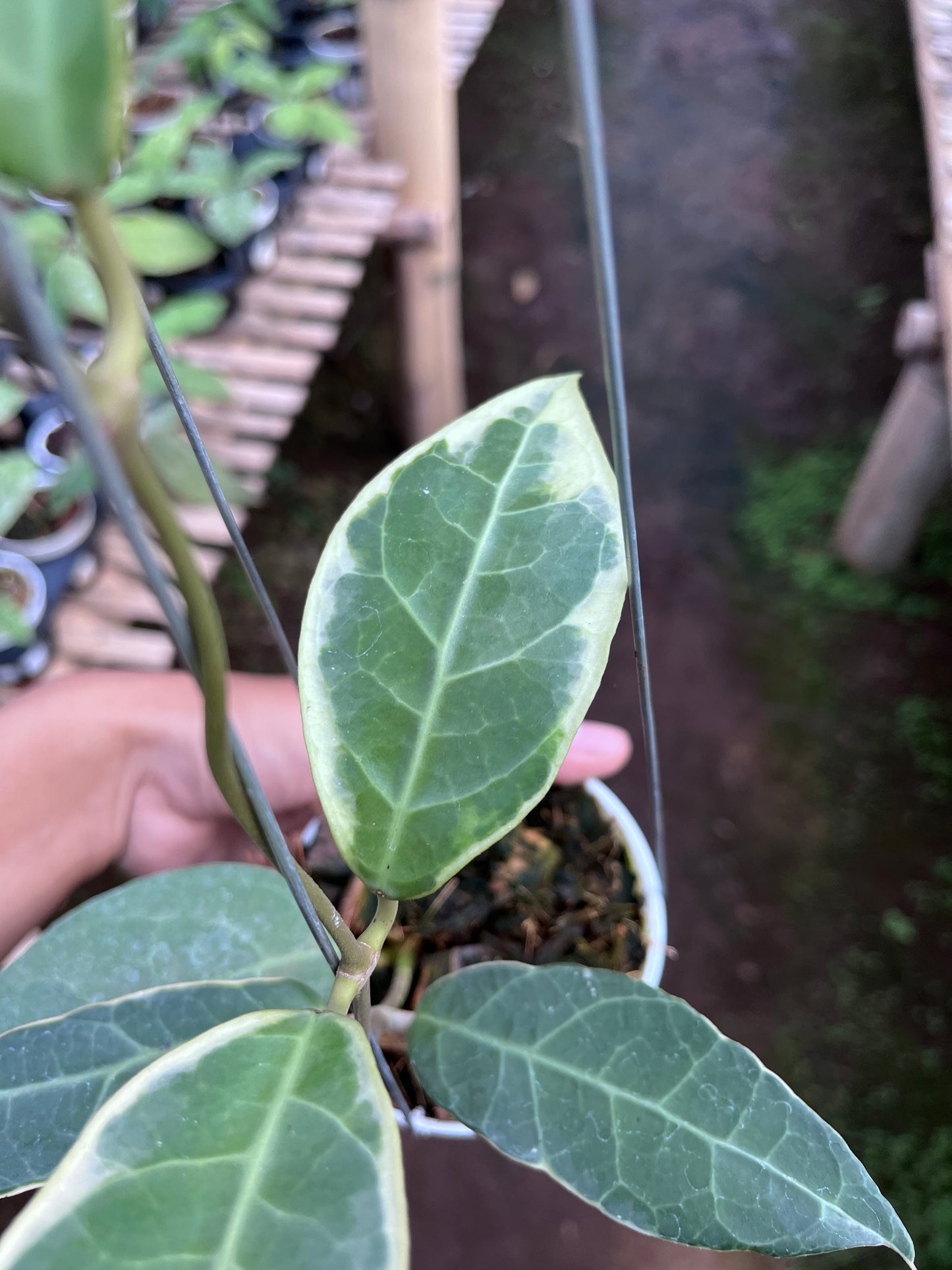 Hoya Tanggamush Albo