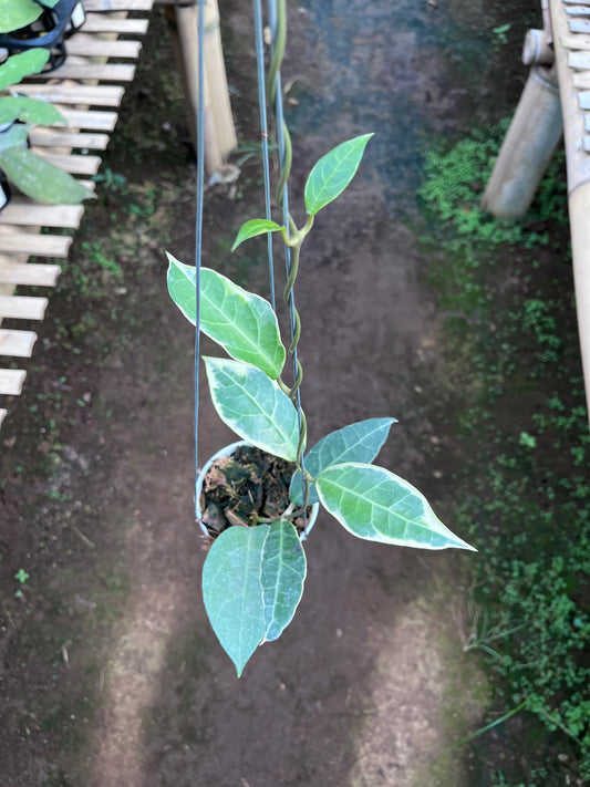 Hoya Tanggamush Albo