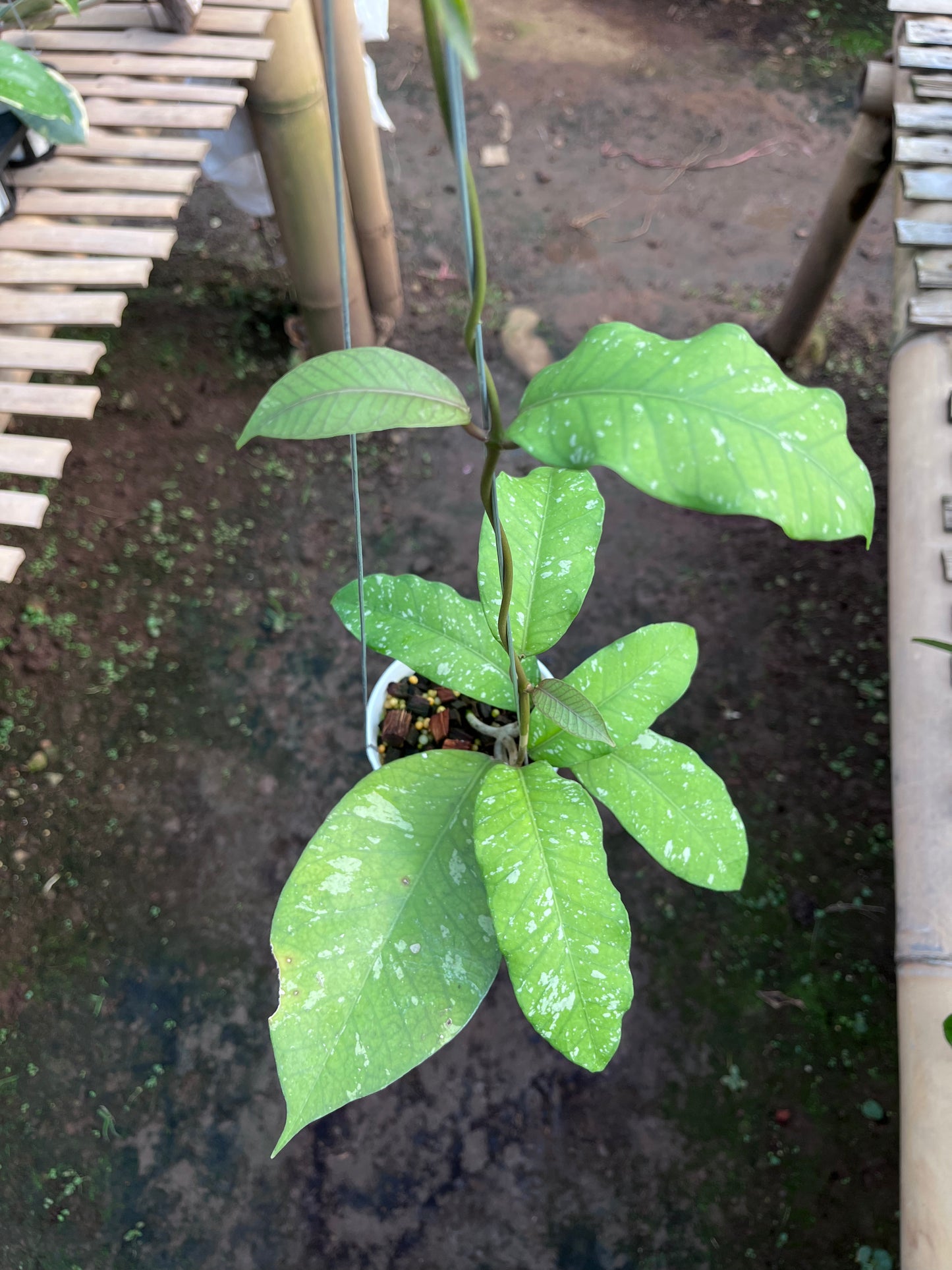 Hoya Sp Aceh Burperlak