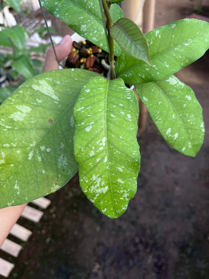 Hoya Sp Aceh Burperlak