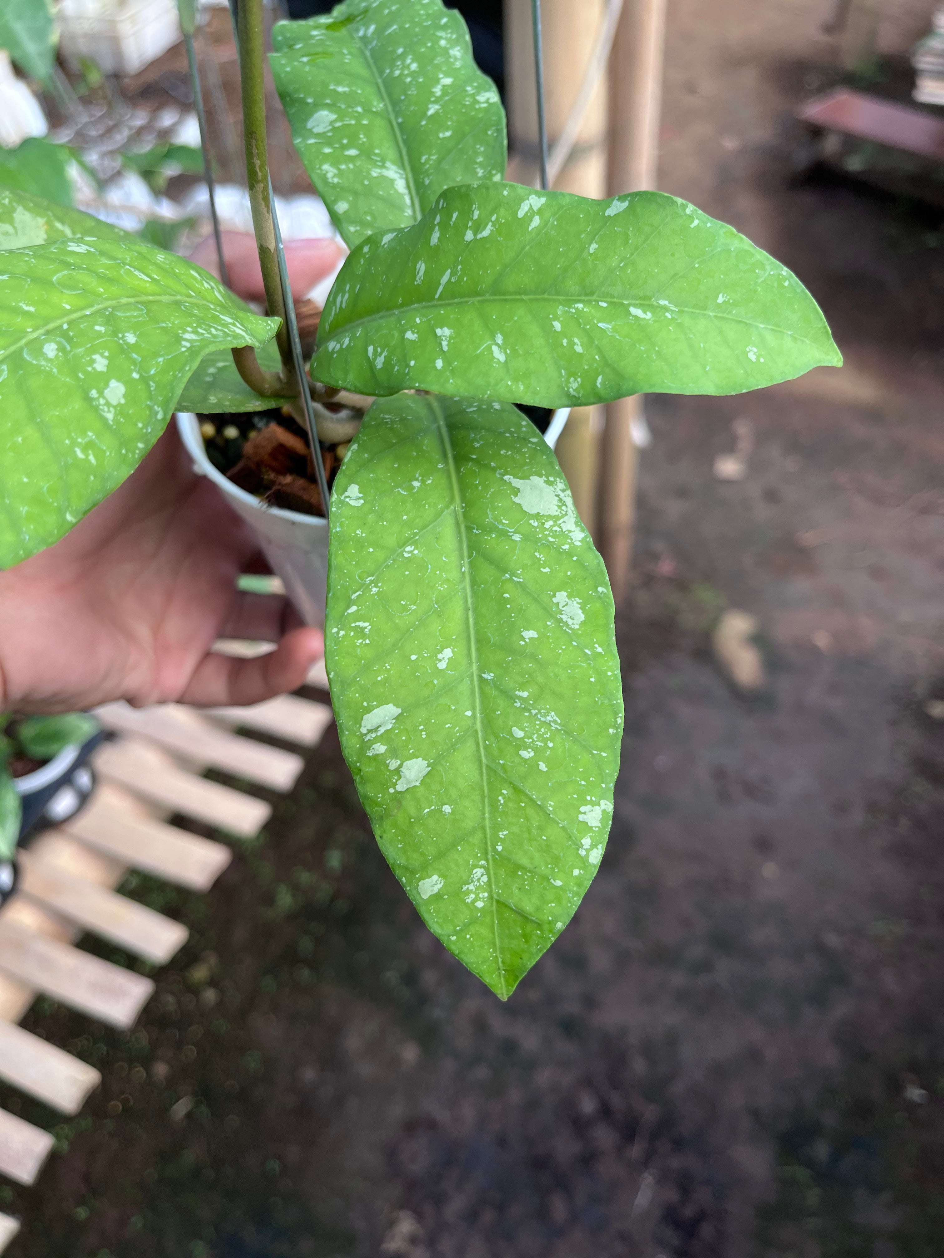 Hoya Sp Aceh Burperlak