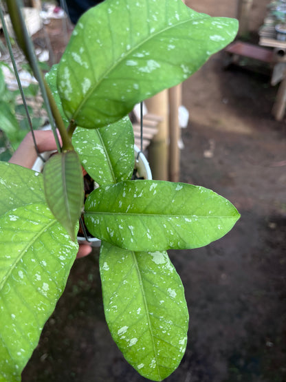 Hoya Sp Aceh Burperlak