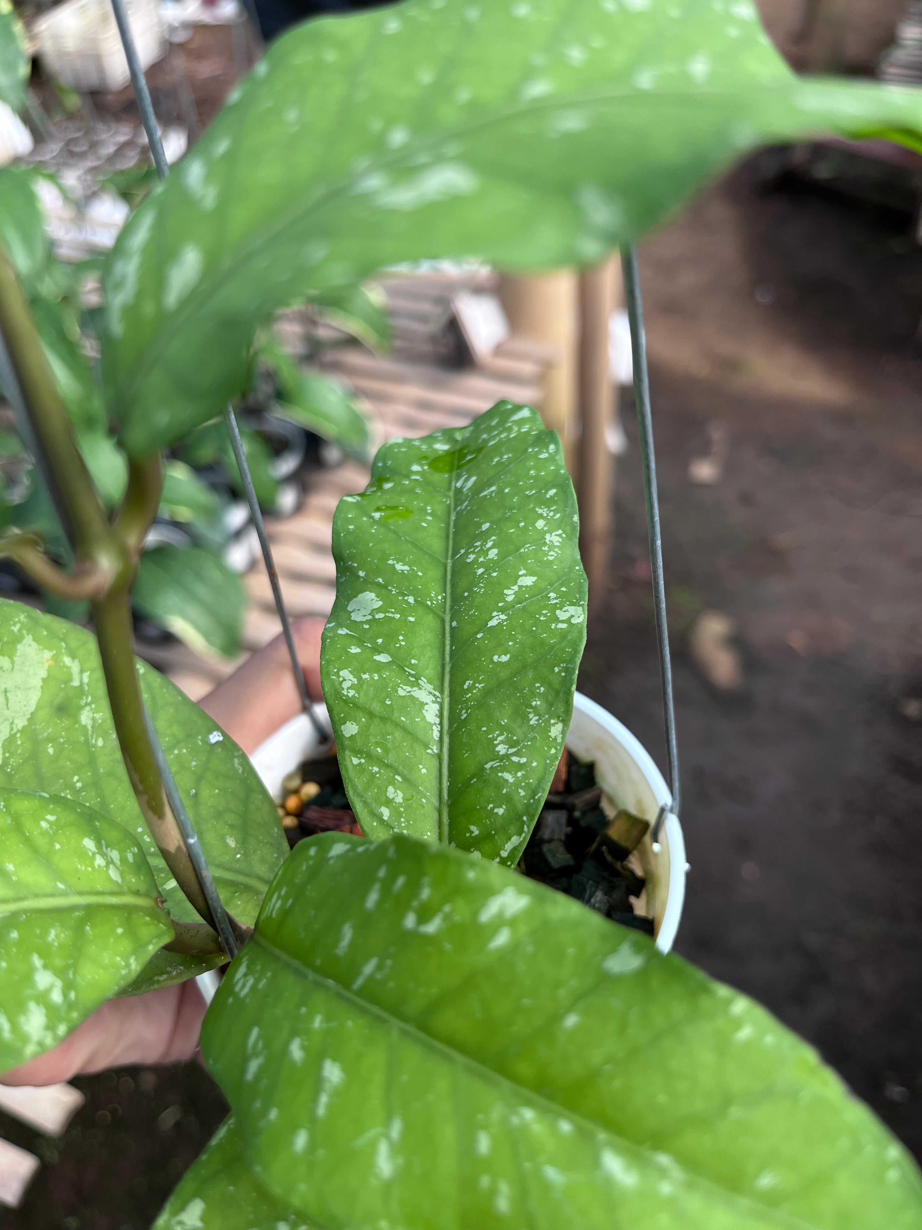 Hoya Sp Aceh Burperlak
