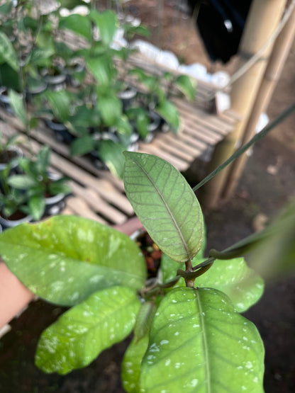 Hoya Sp Aceh Burperlak