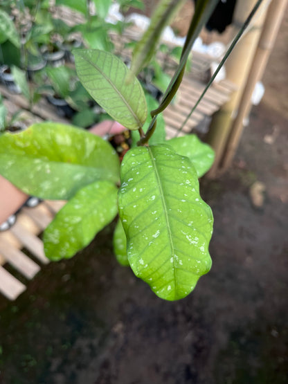 Hoya Sp Aceh Burperlak