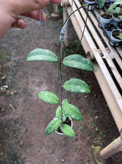 Hoya Sp Aceh Air Suri