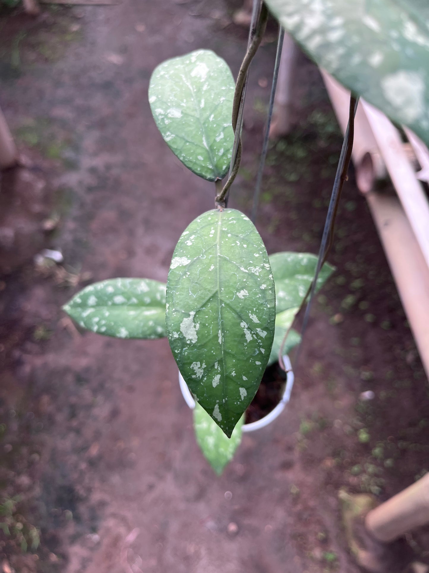 Hoya Sp Aceh Air Suri
