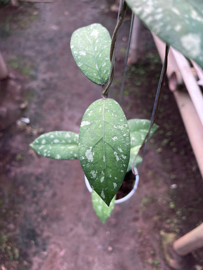 Hoya Sp Aceh Air Suri