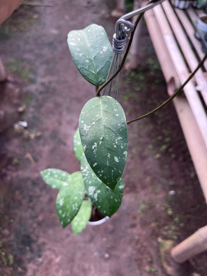 Hoya Sp Aceh Air Suri