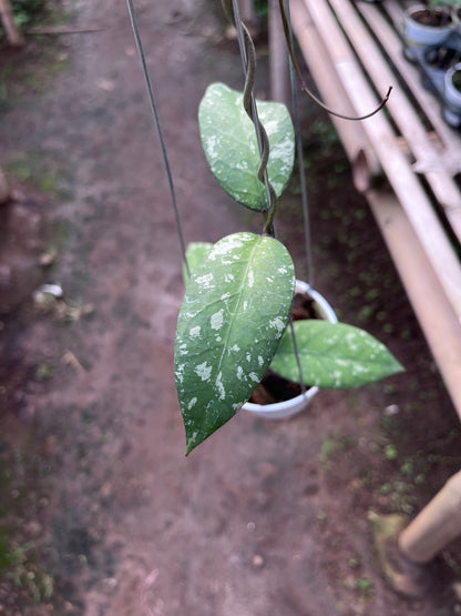Hoya Sp Aceh Air Suri