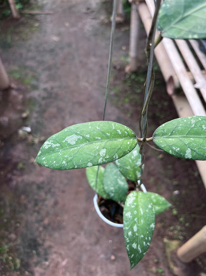 Hoya Sp Aceh Air Suri