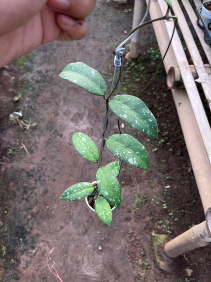 Hoya Sp Aceh Air Suri