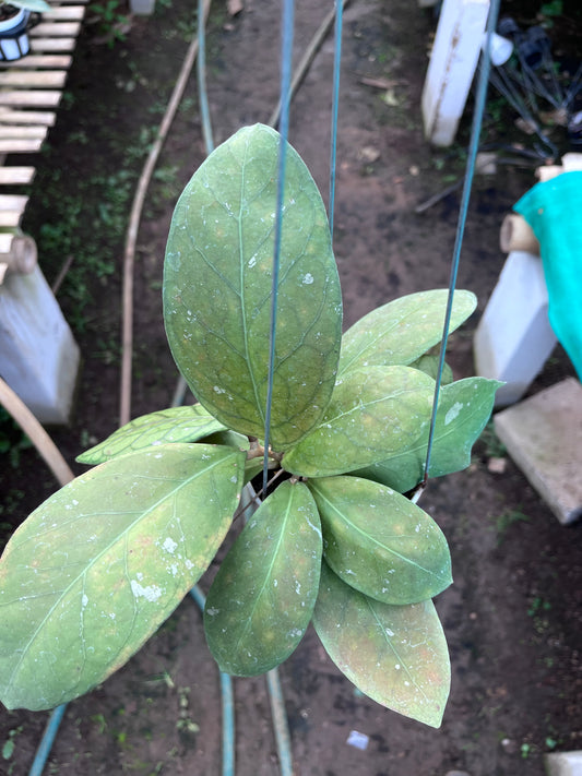 Hoya Talang Ogan