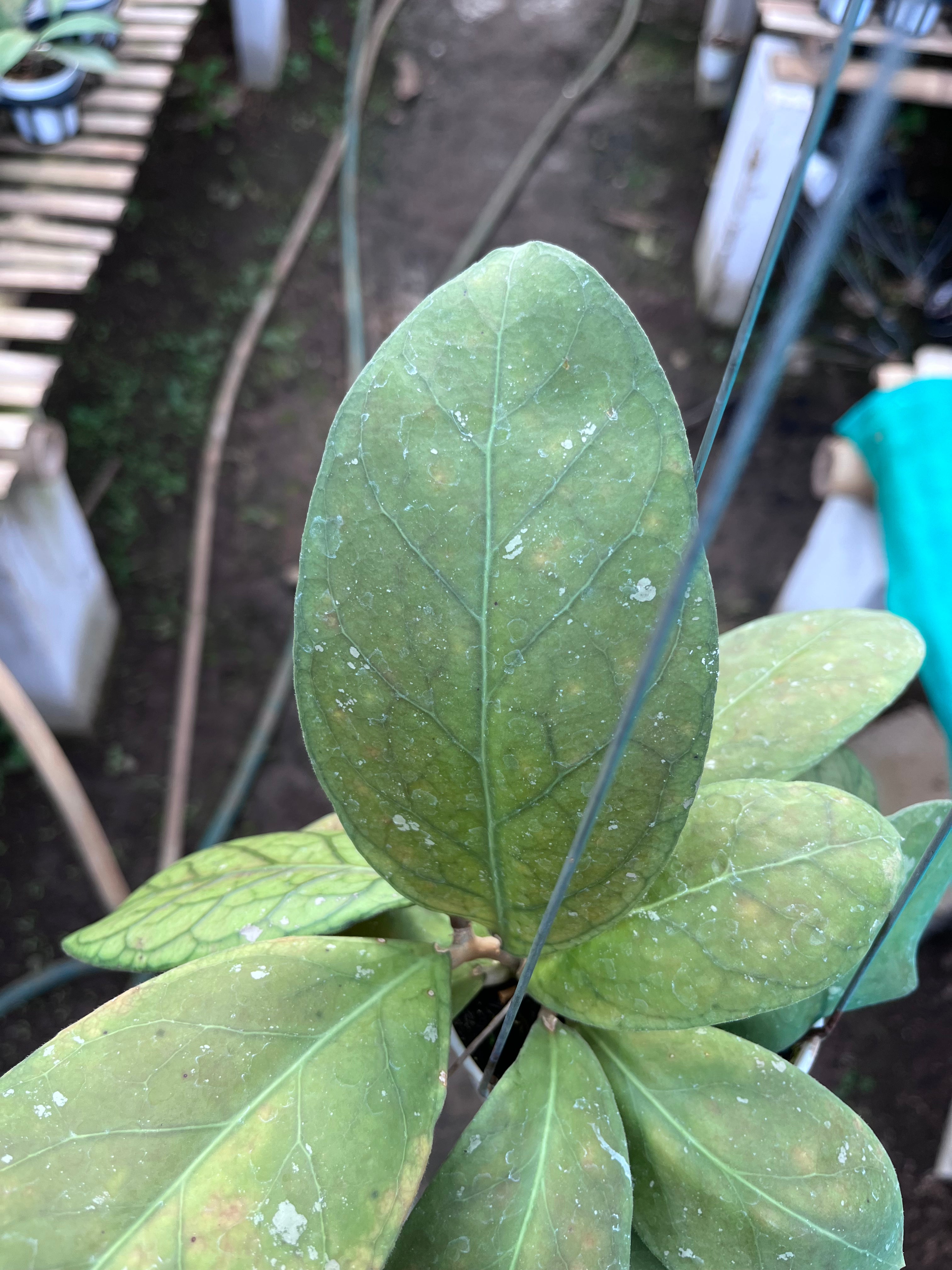 Hoya Talang Ogan