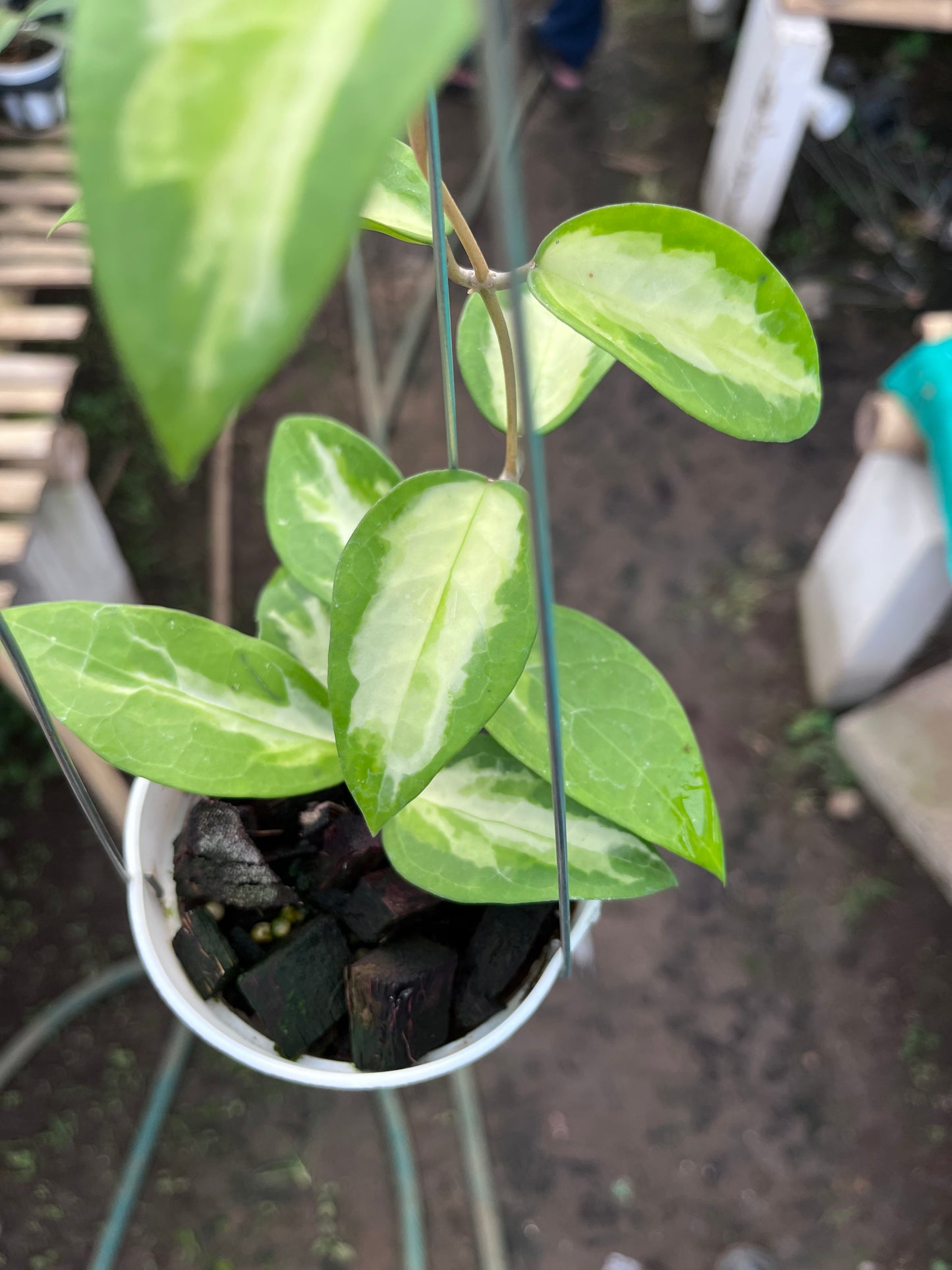 Hoya Panglai Inner Var