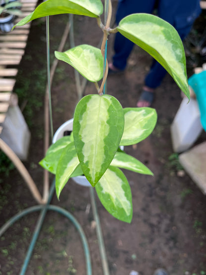 Hoya Panglai Inner Var