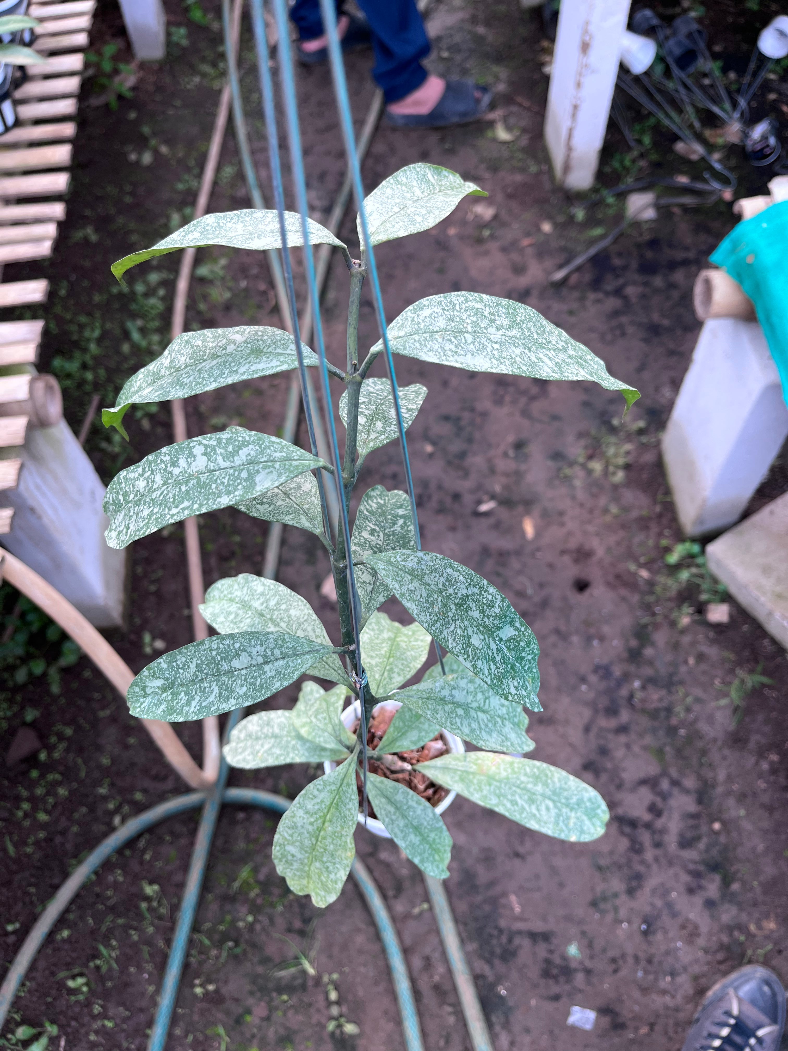 Hoya Multiflora Javanica