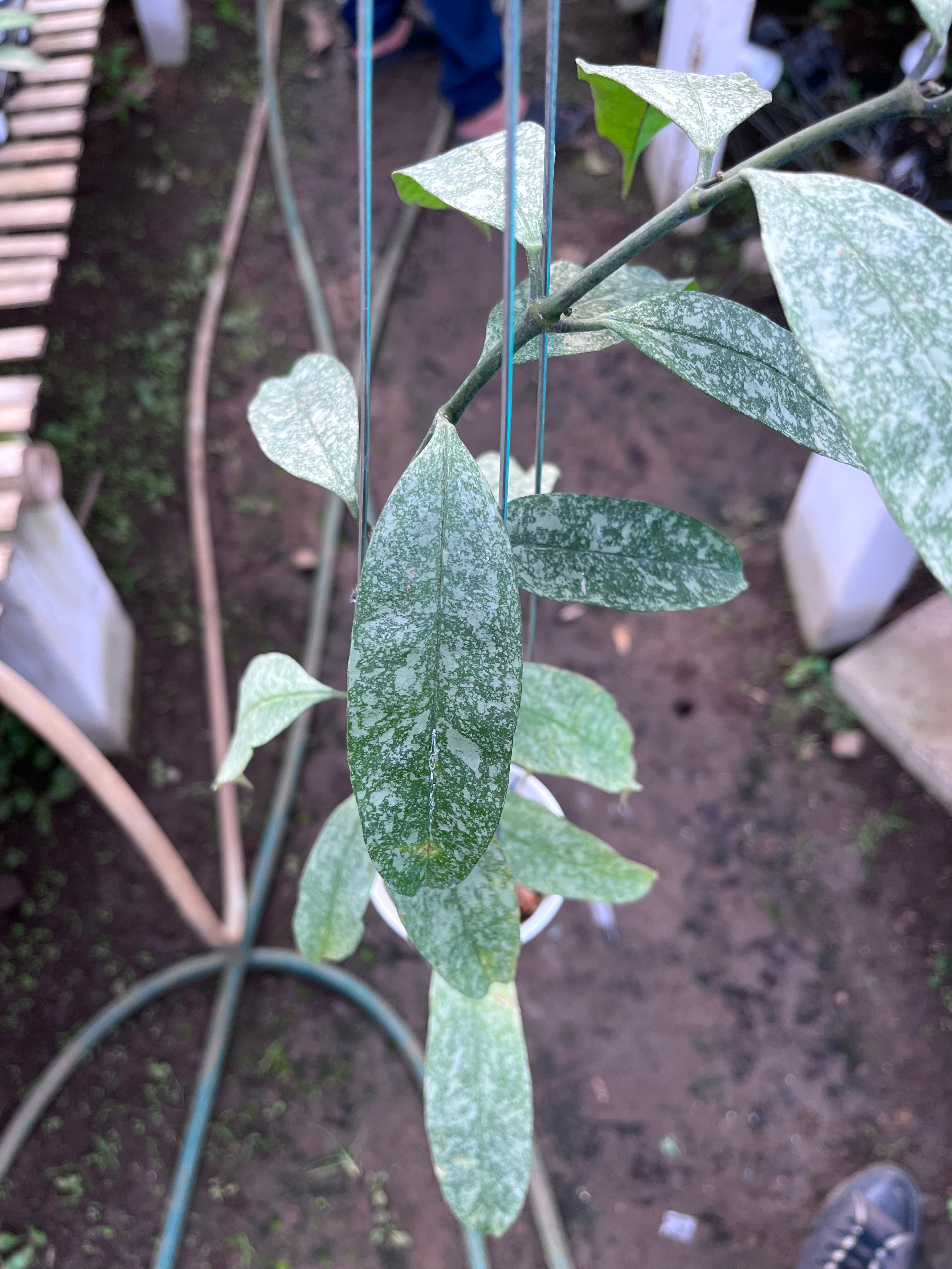 Hoya Multiflora Javanica