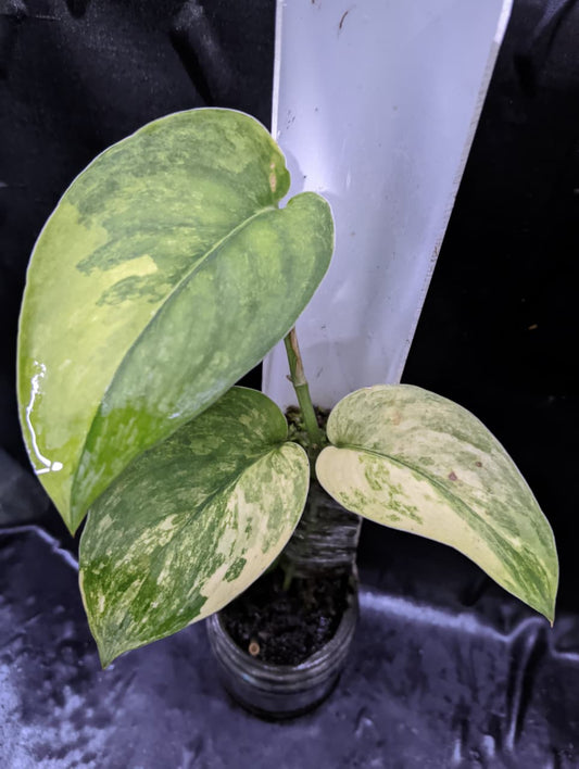 Scindapsus Jade Satin White Variegated