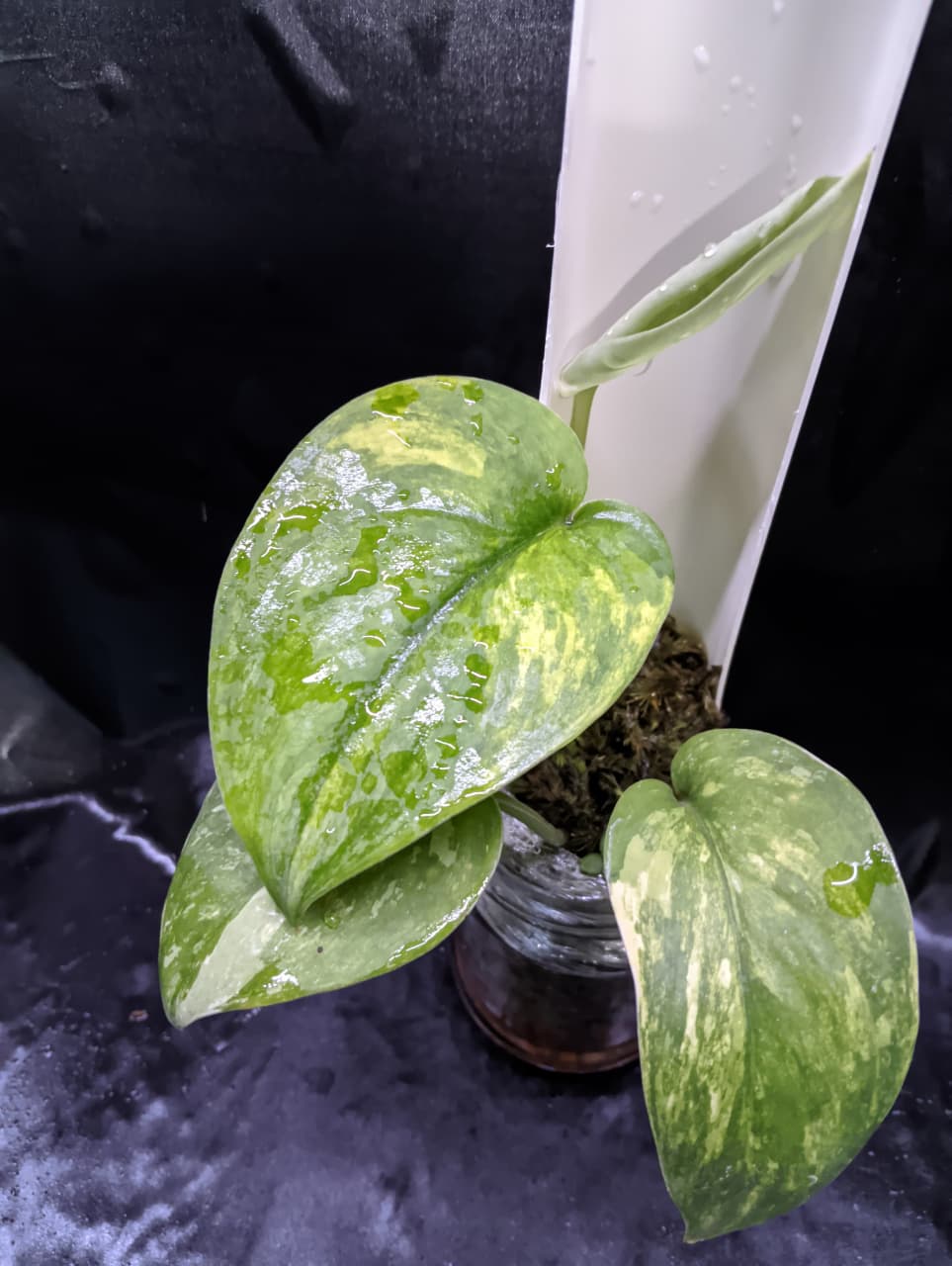 Scindapsus Jade Satin Yellow Variegated