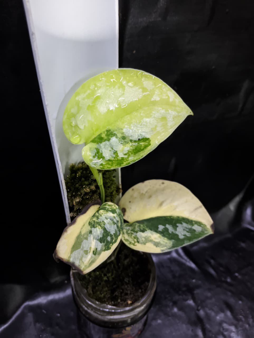 Scindapsus Kalimantana