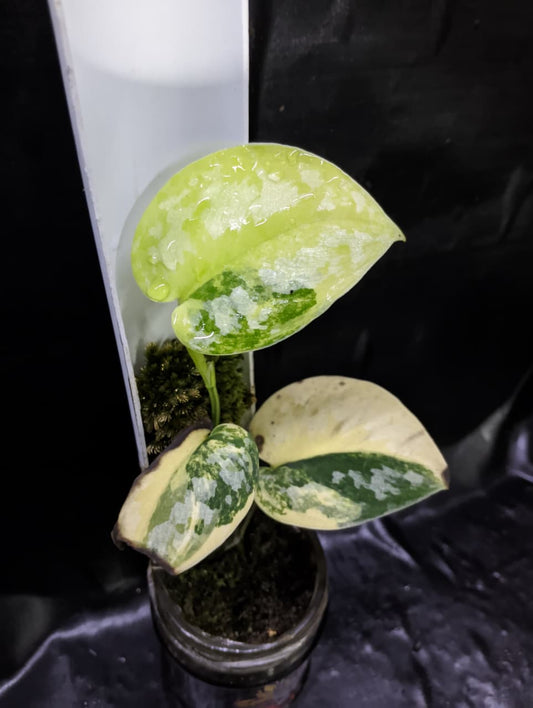 Scindapsus Kalimantana