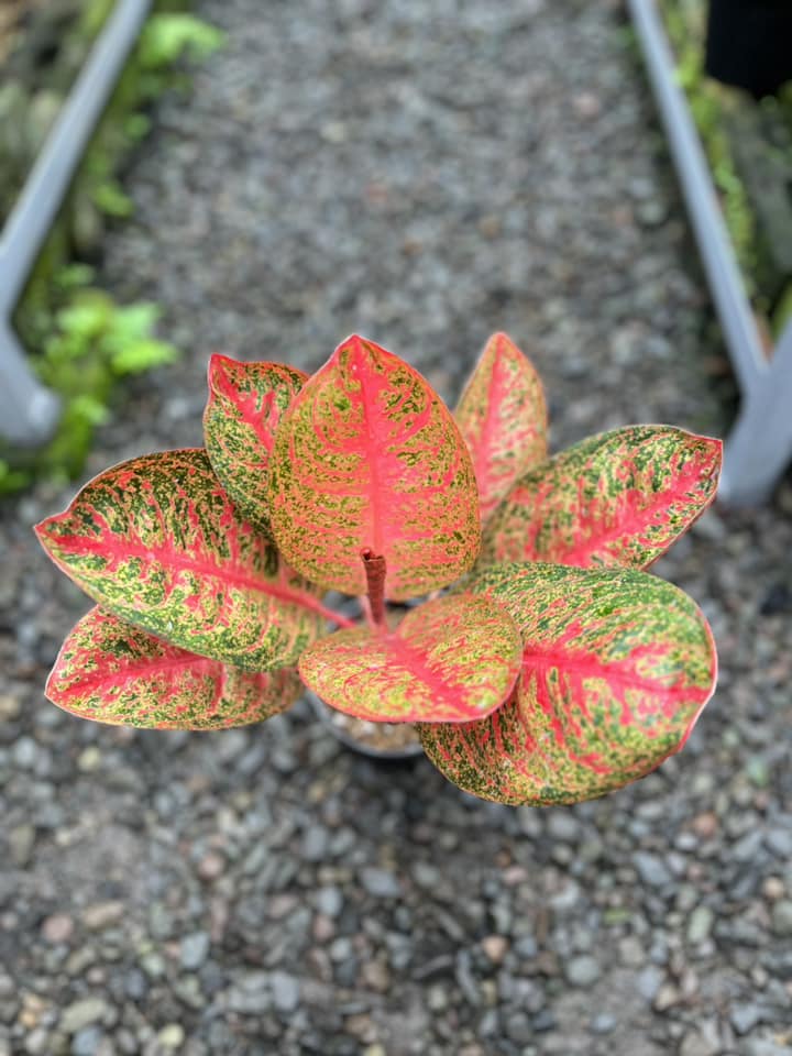 Aglaonema Kendedes