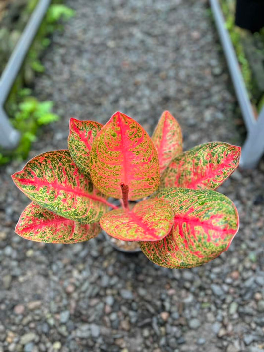 Aglaonema Kendedes