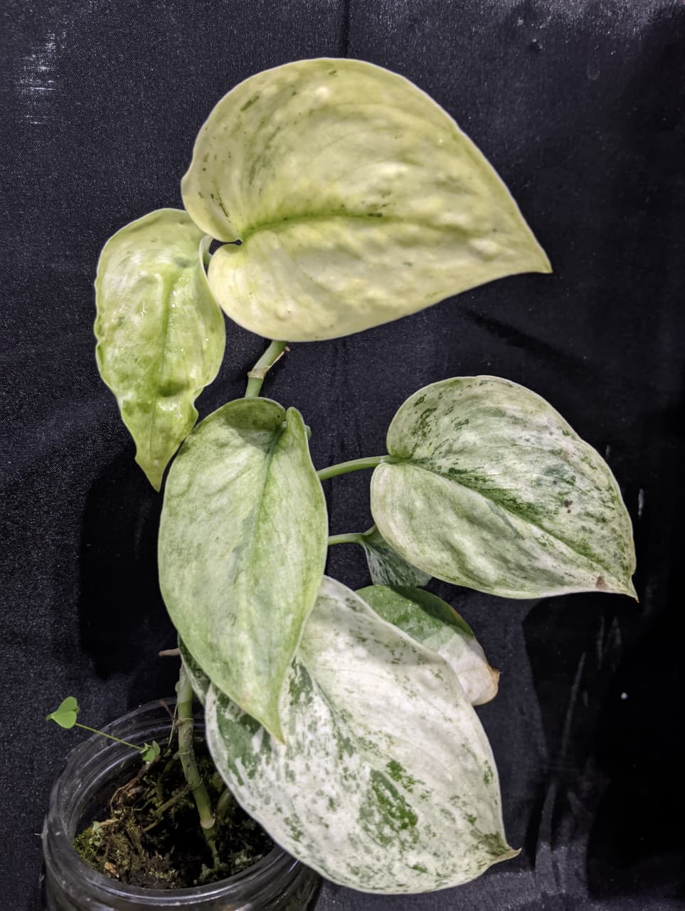 Scindapsus Keraton