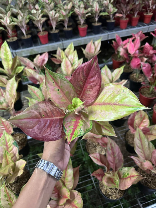 Aglaonema Light Of Diamond  (LOD)