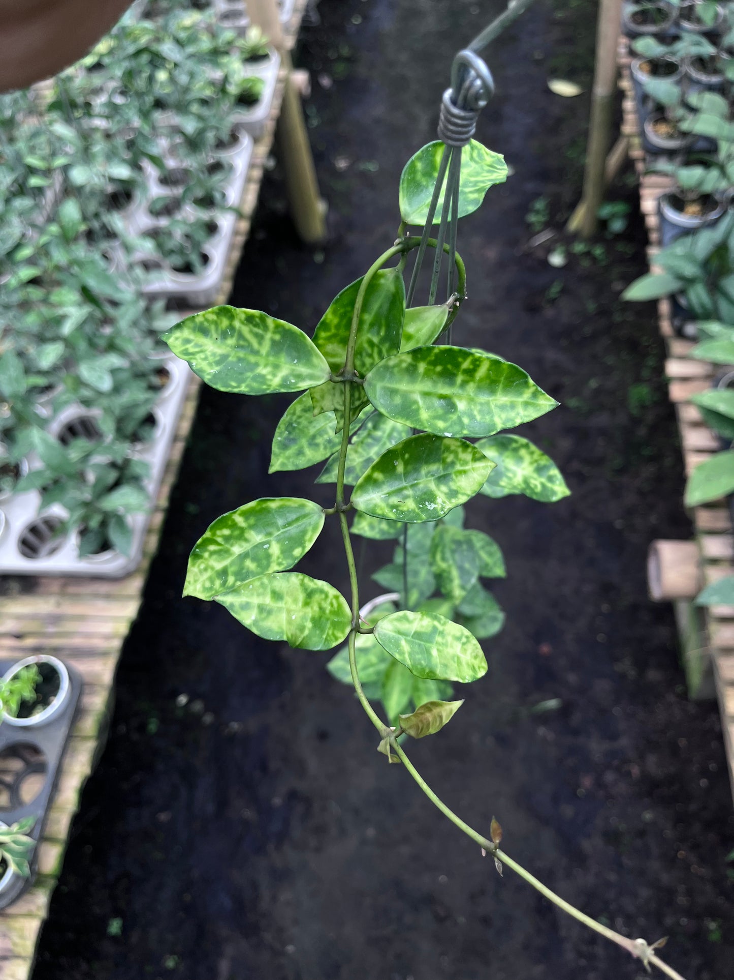 Hoya Lacunosa Amarillo