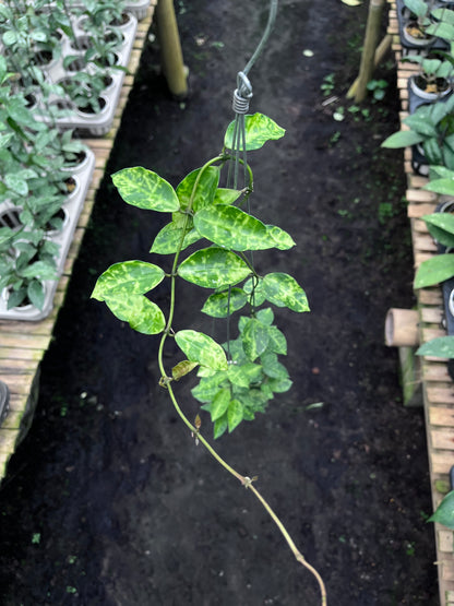 Hoya Lacunosa Amarillo