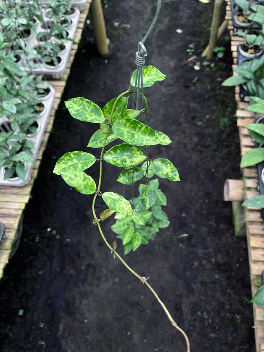 Hoya Lacunosa Amarillo