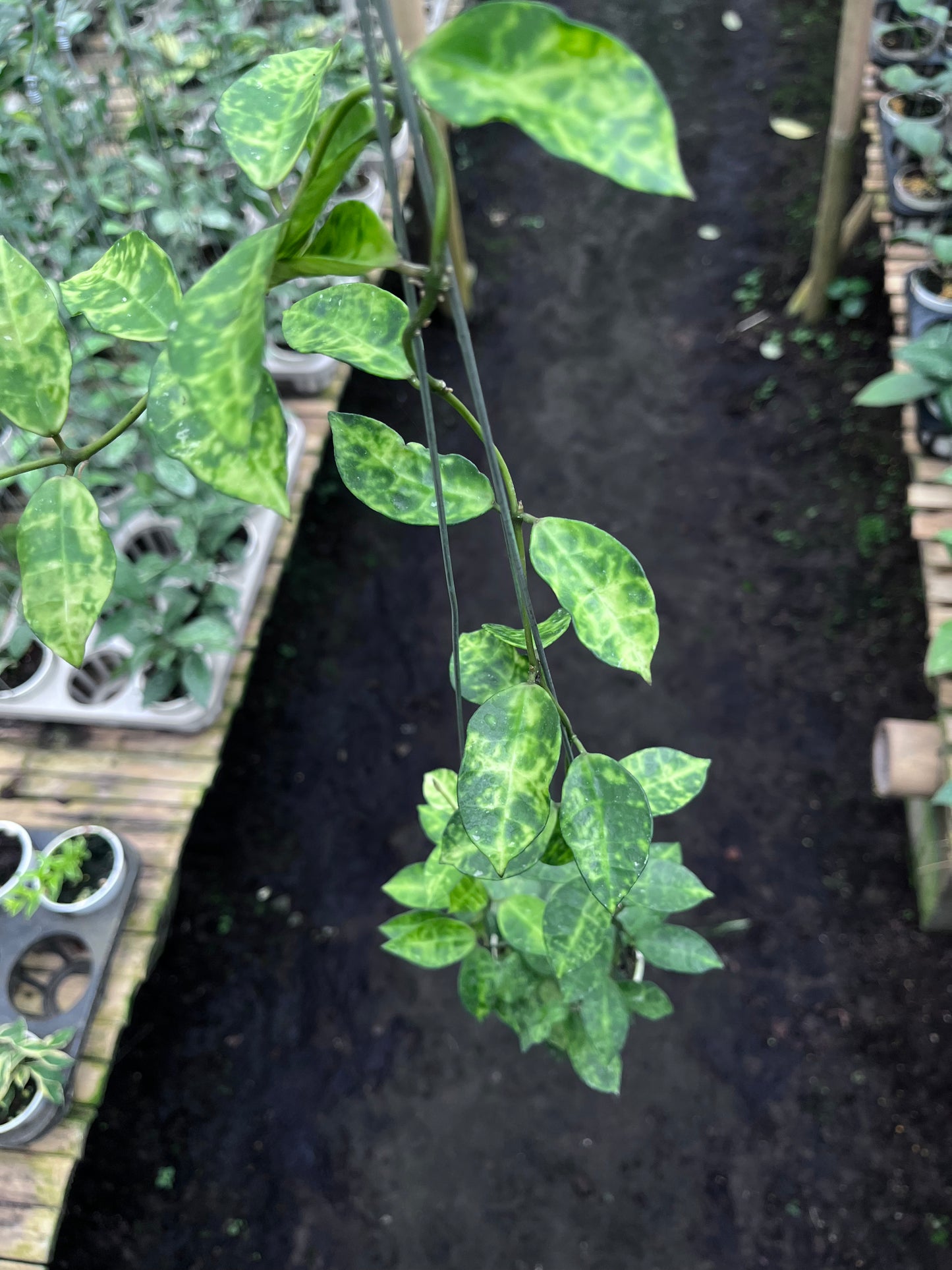 Hoya Lacunosa Amarillo